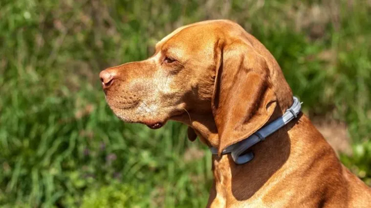 Czy obroże antykleszczowe są skuteczne? Prawda o ich działaniu