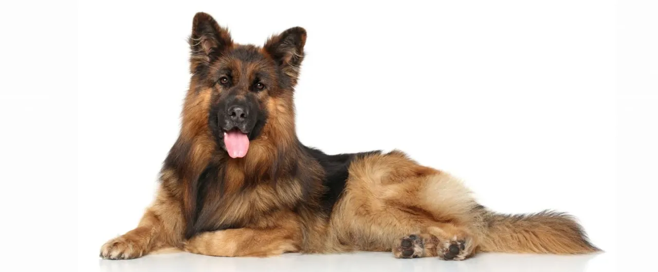 Owczarek niemiecki: dom czy dwór? Bliskość rodziny to podstawa