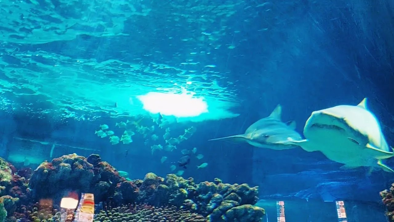 Oceanarium Nyíregyháza: Niezapomniane atrakcje i tajemnice morskie