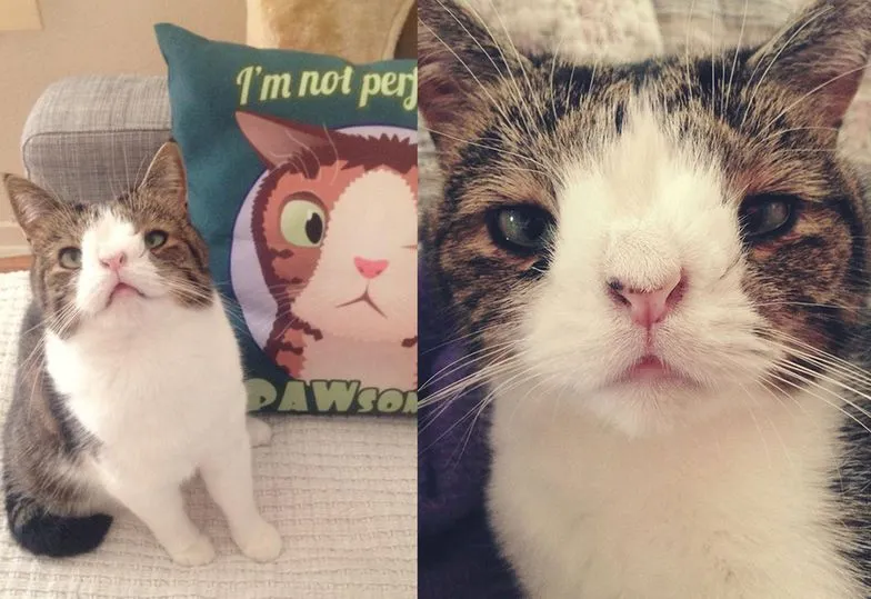 Kot z zespołem Downa: Co warto wiedzieć o tej rzadkiej przypadłości?