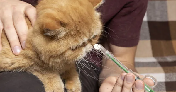 Ile trwa odrobaczanie kota? Poznaj czas i ważne informacje