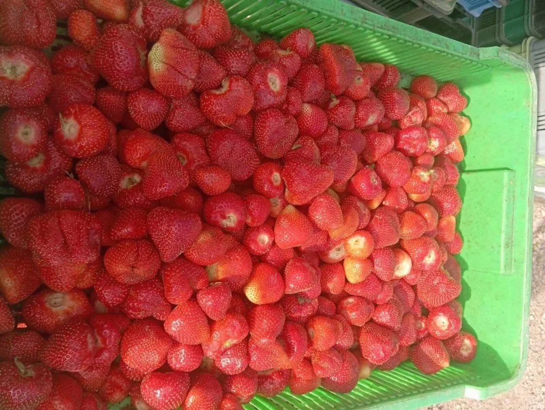 Po ile truskawki na skupie? Sprawdź aktualne ceny i różnice regionalne