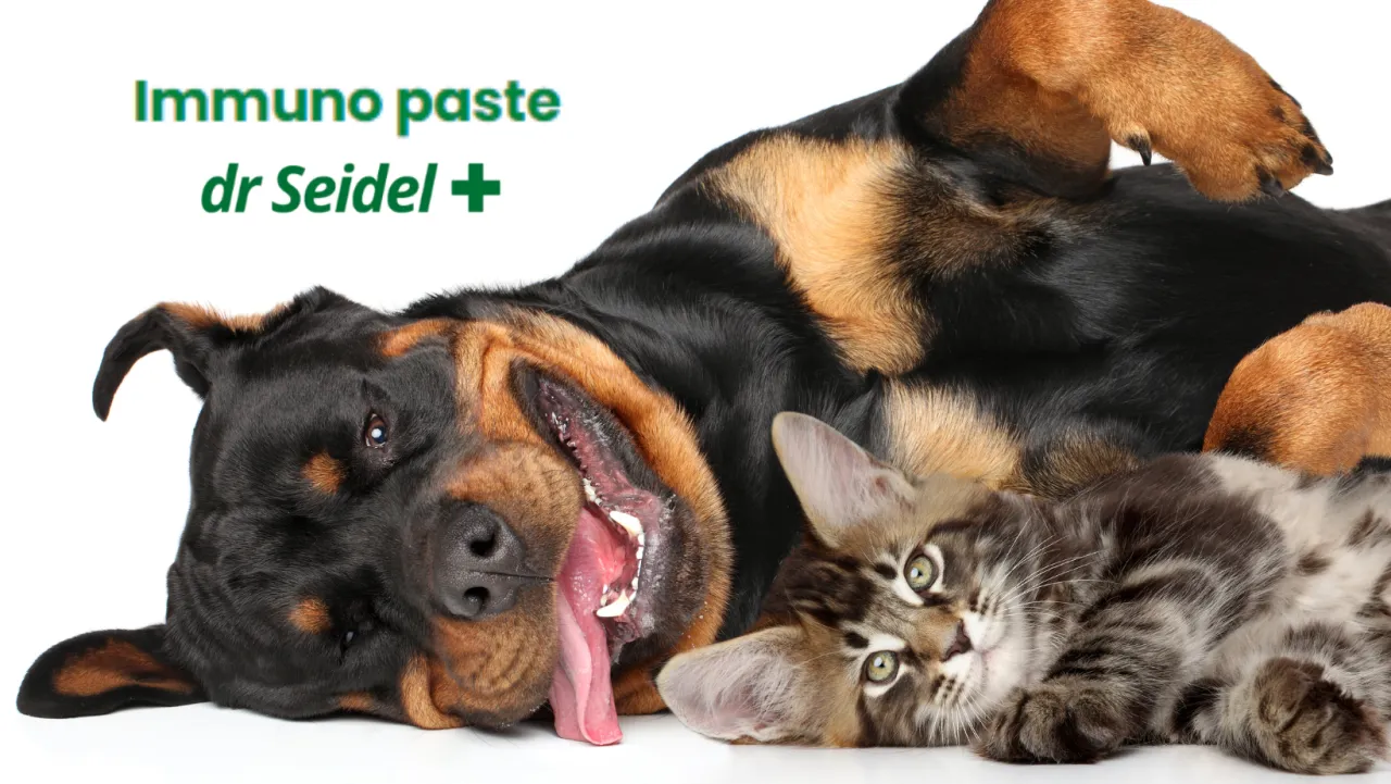 Beta-glukan dla kota: Jak wzmocnić odporność? Poradnik