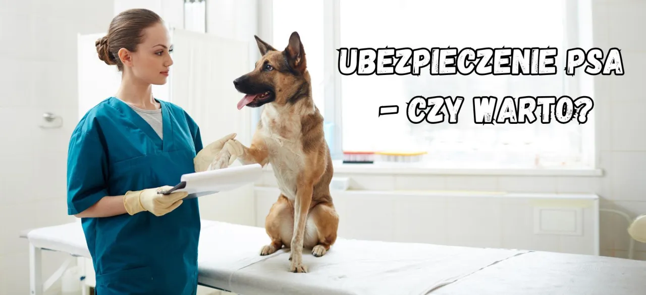 Ubezpieczenie zdrowotne psa: co obejmuje, czy się opłaca?