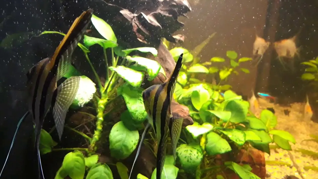 Jak rozmnożyć skalary: Kluczowe wskazówki dla początkujących hodowców