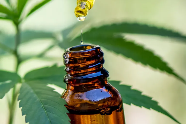 Jaki olej CBD dla psa wybrać, by uniknąć problemów zdrowotnych?