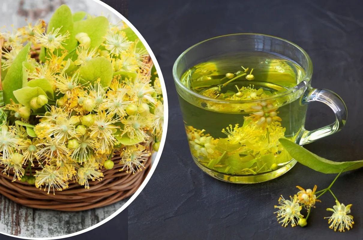 Kwiat lipy kiedy zbierać – najlepszy czas na zbiór dla jakości