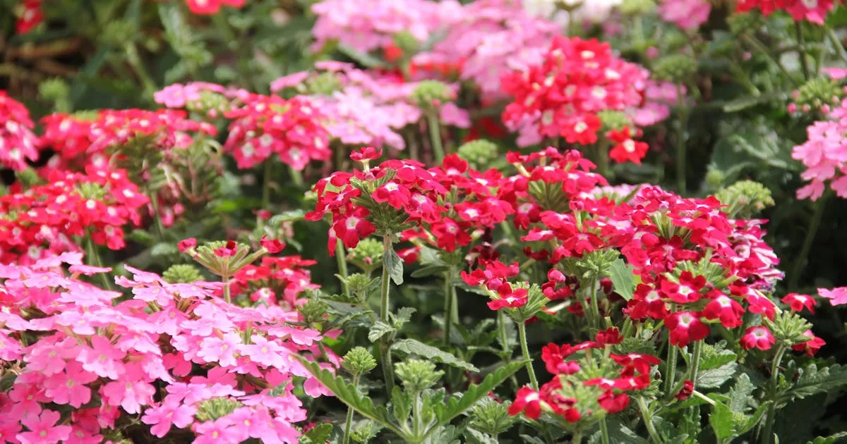 Jakie kwiaty sadzić w marcu, aby cieszyć się pięknym ogrodem?