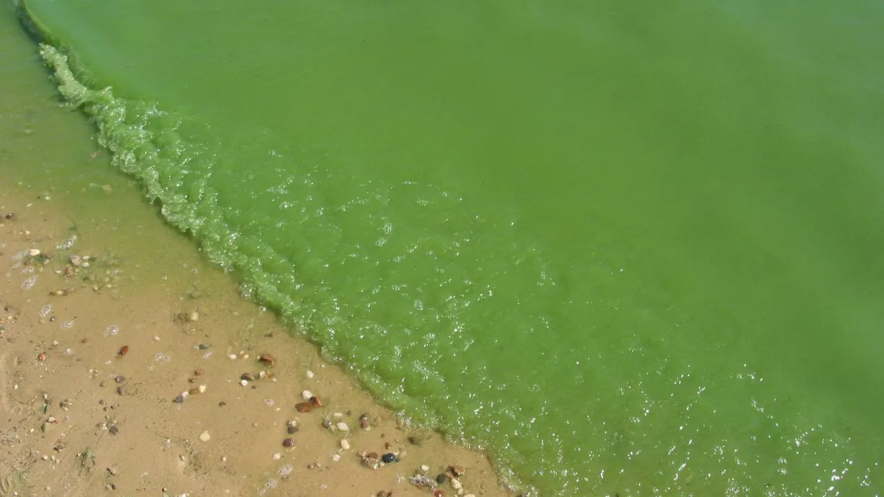 Gdzie sinice w Bałtyku? Sprawdź, gdzie nie można teraz pływać