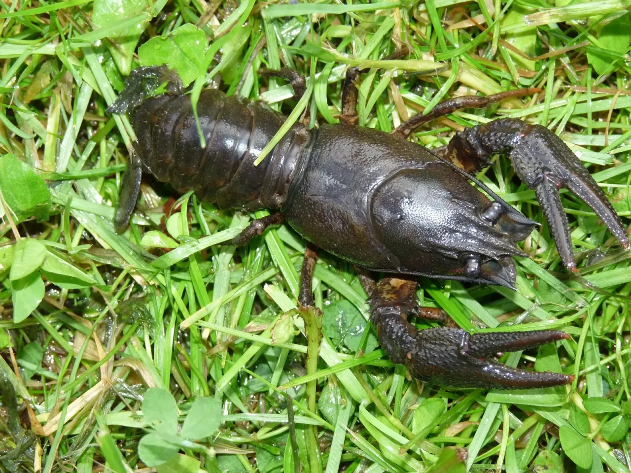 Czym żywi się rak rzeczny? Zaskakujące fakty o jego diecie