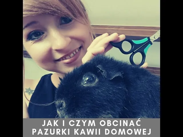 Jak obciąć paznokcie śwince morskiej bez stresu i bólu