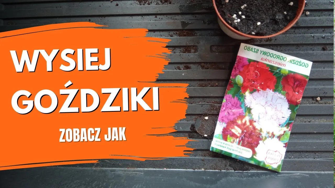 Jak rosną goździki przyprawa - sekrety ich uprawy i zbioru Jak rosną goździki przyprawa - sekrety ich uprawy i zbioru