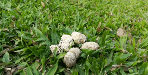 Bardzo jasna kupa u psa: przyczyny i skuteczne sposoby leczenia