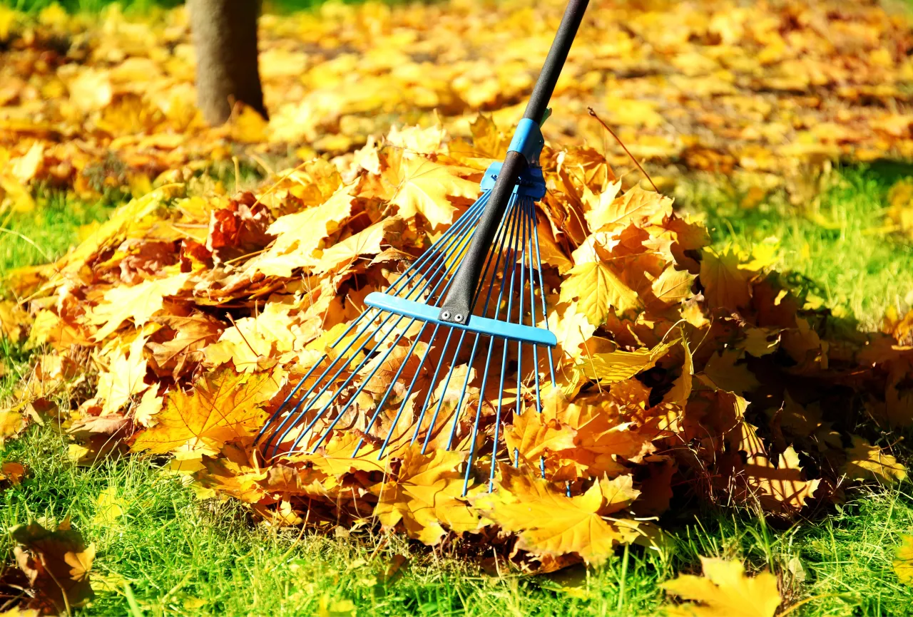 Trawnik na zimę: Kiedy nawozić jesienią? Uniknij błędów!