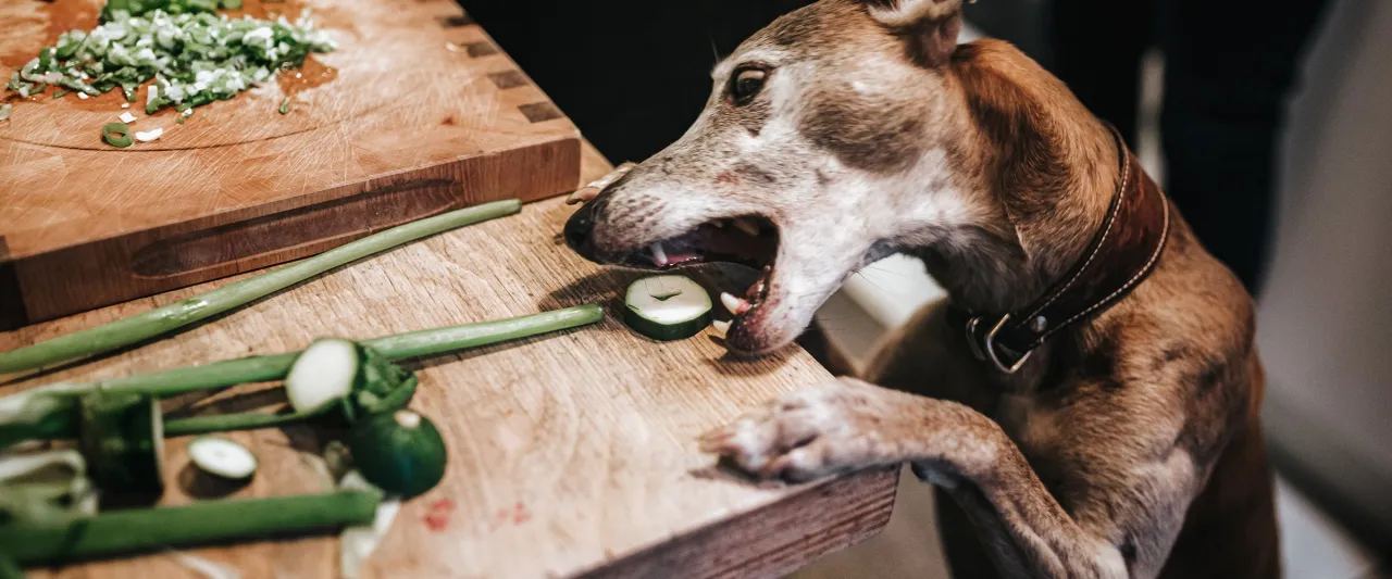 Czy pies może jeść pora? Dowiedz się, jakie są zagrożenia dla zdrowia.