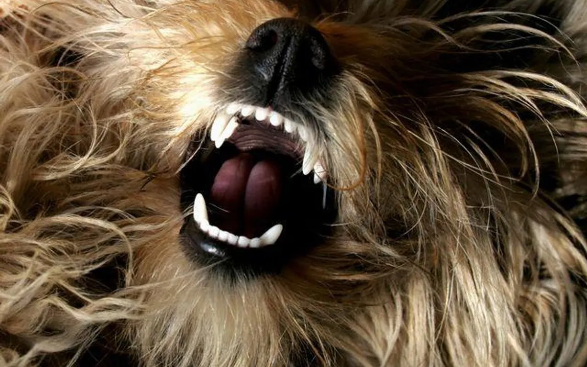 Czy można uśpić agresywnego psa? Przepisy i alternatywy eutanazji