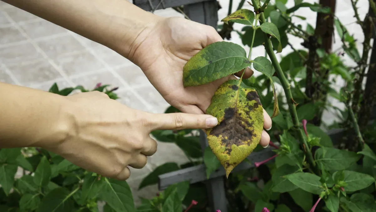 Plamistość liści - przyczyny i skuteczne metody zwalczania
