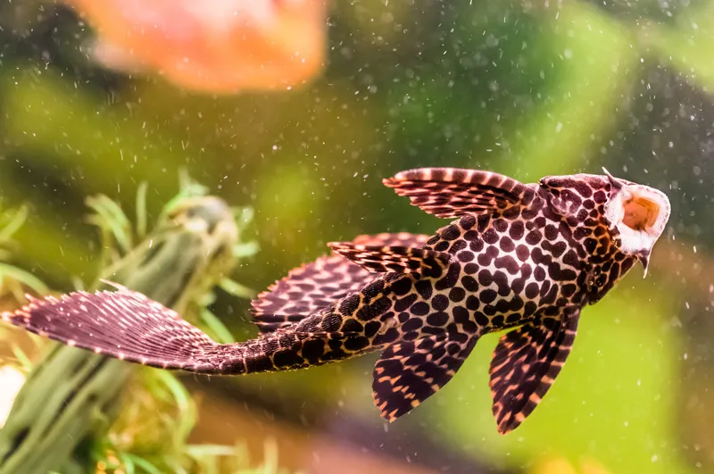 Co ile glonojad składa ikrę? Odkryj tajemnice rozmnażania tych ryb