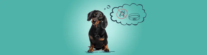 Obroża Foresto od jakiego wieku? Dowiedz się, co musisz wiedzieć