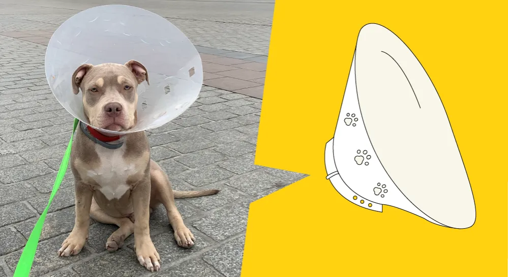 Jak założyć kołnierz dla psa, aby uniknąć stresu i bólu