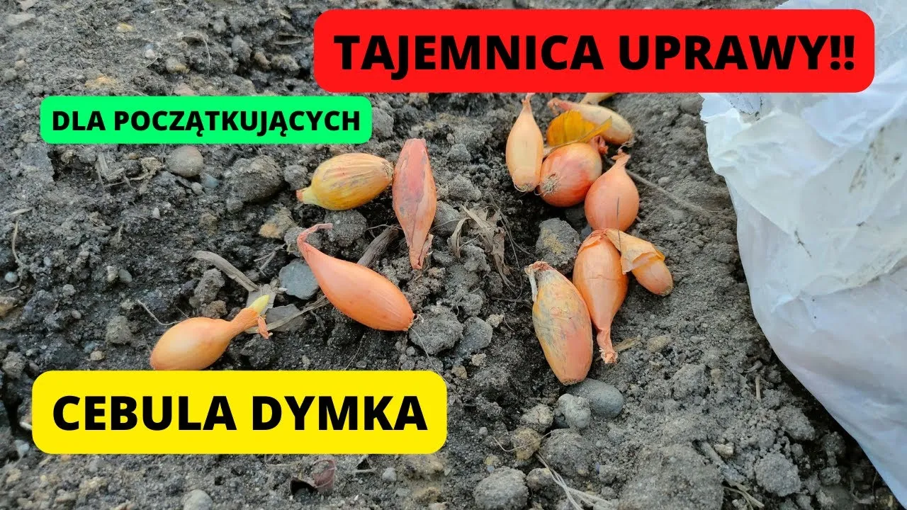 Cebula dymka kiedy sadzić do gruntu, aby uniknąć przymrozków
