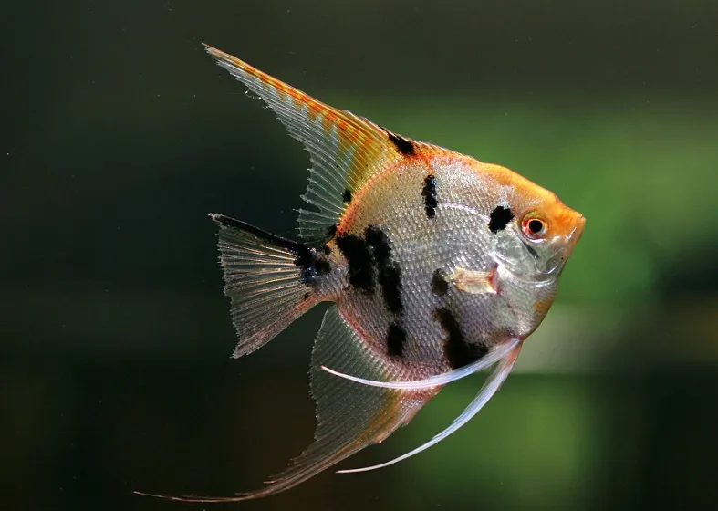 Czym karmić skalary, aby szybko rosły i uniknąć błędów w diecie?