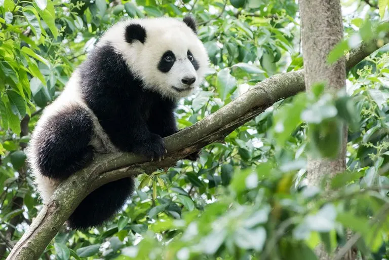W jakim kraju żyją pandy i dlaczego to tylko Chiny?