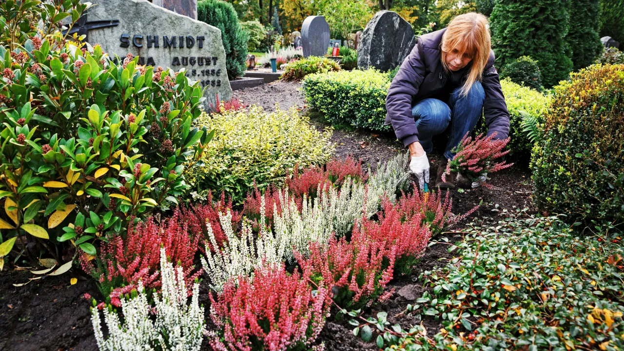 Co posadzić na cmentarzu, aby uniknąć problemów z pielęgnacją?
