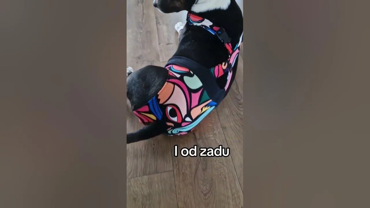 Jak zrobić majtki dla psa z maseczki - łatwy sposób na oszczędność