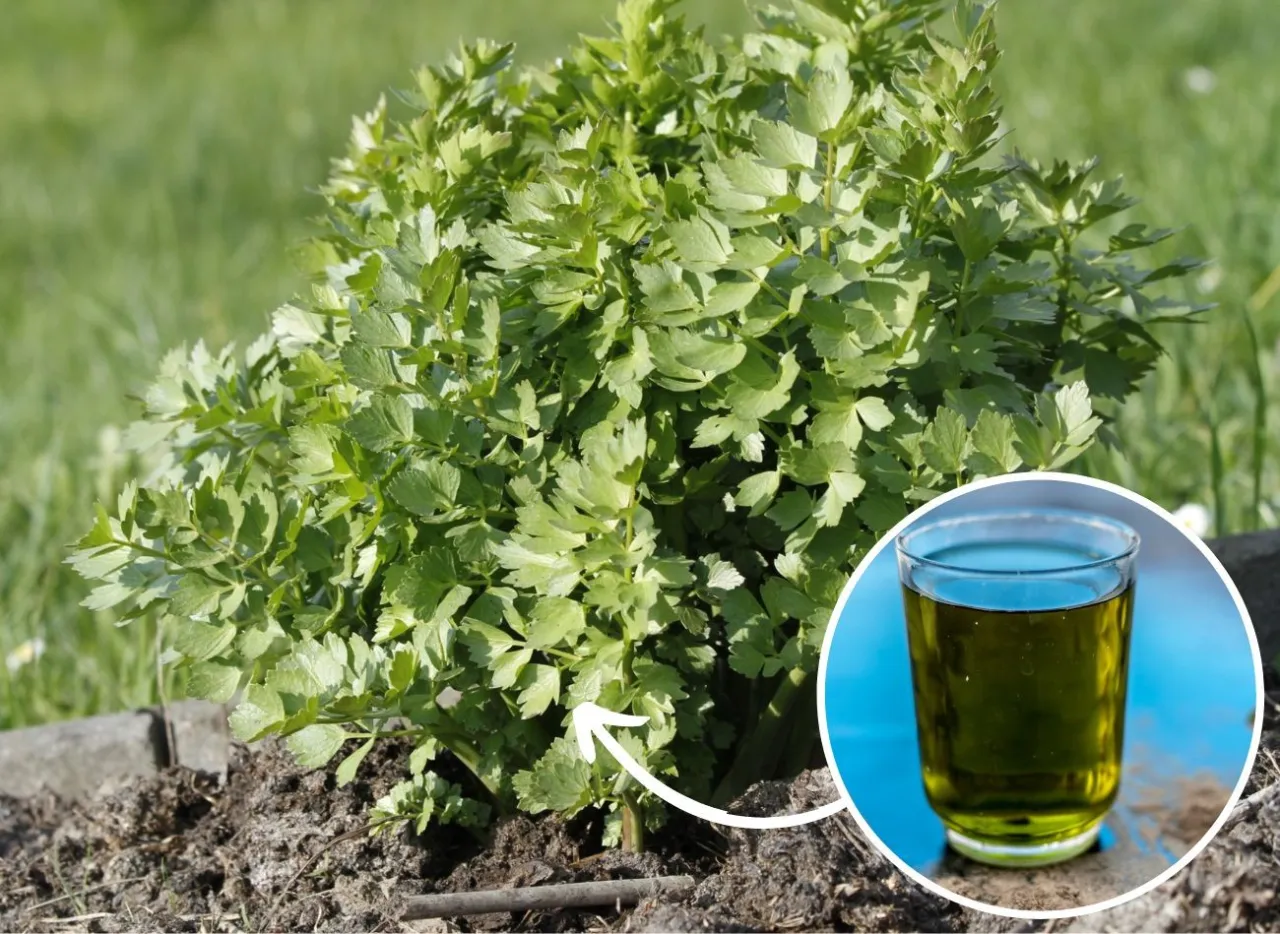 Jak uprawiać lubczyk? Poradnik: bujne ziele w ogrodzie i donicy