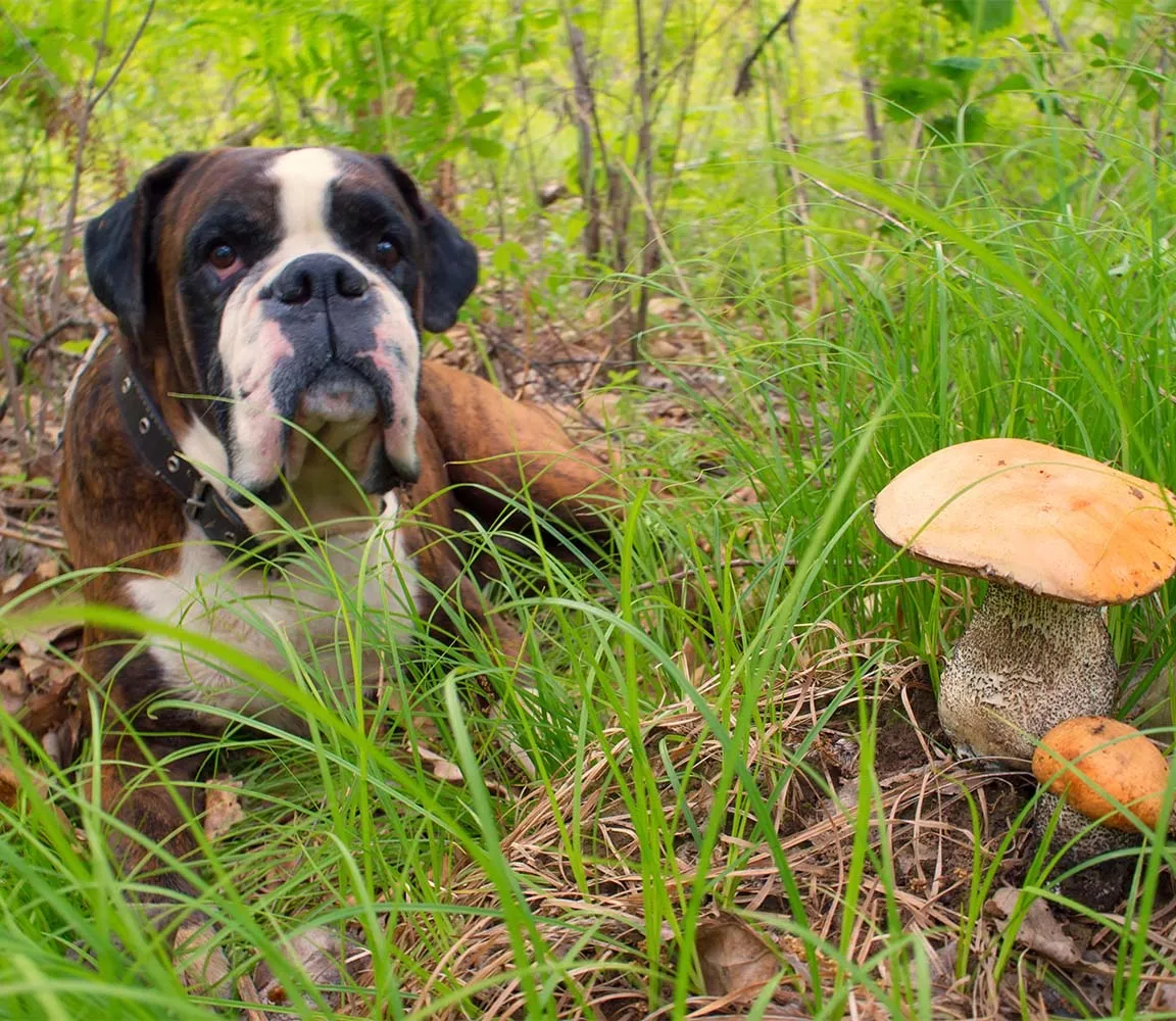 Czy pies może jeść pieczarki? Bezpieczne zasady i zagrożenia