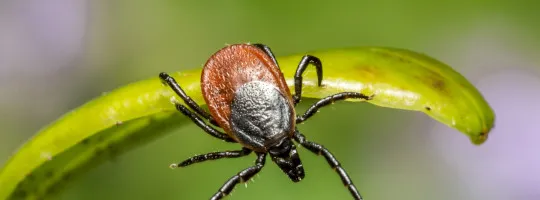 Skuteczne sposoby na pozbycie się kleszczy z działki i ochronę rodziny