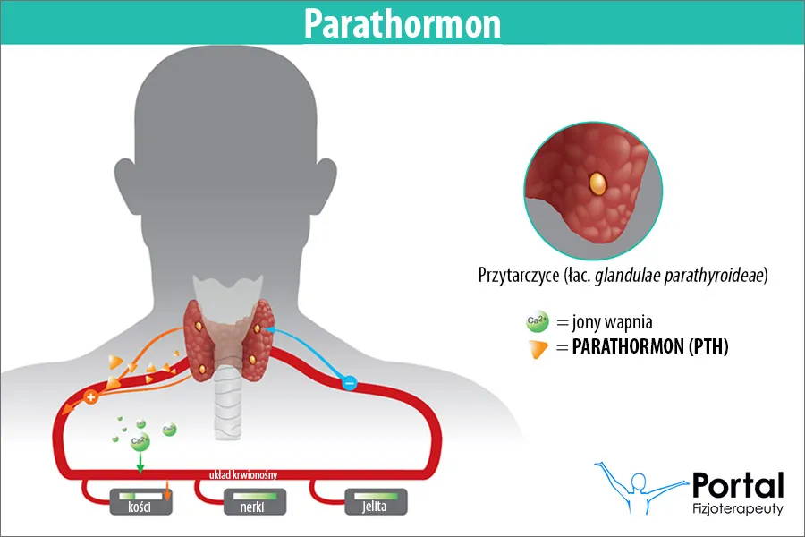 Parathormon: Co oznacza jego niedobór i nadmiar dla Twojego ciała?