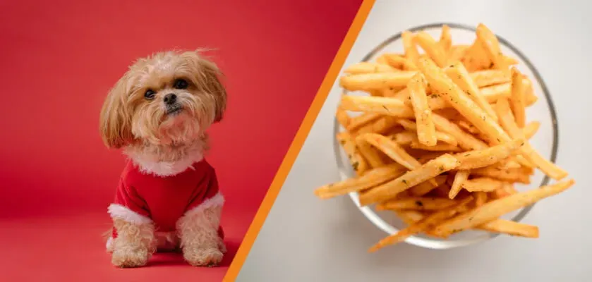 Czy pies może jeść frytki? Dowiedz się, dlaczego to niebezpieczne