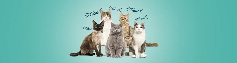 Kot tonkijski cena - co wpływa na koszty zakupu i utrzymania?