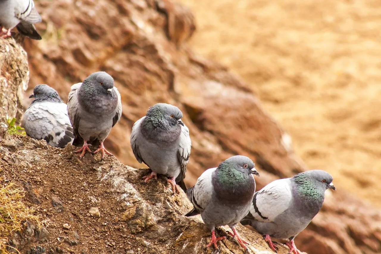 Kiedy gołębie opuszczają gniazdo? Odkryj kluczowe momenty rozwoju