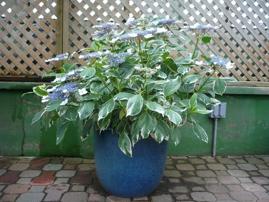 Jak co ile sadzić hortensje ogrodowe, aby pięknie kwitły przez lata?