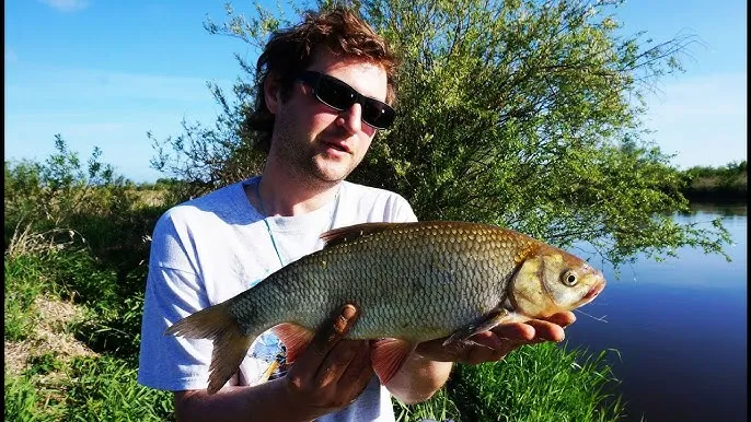 Najlepsza przynęta na leszcza - skuteczne wybory na każdą porę roku