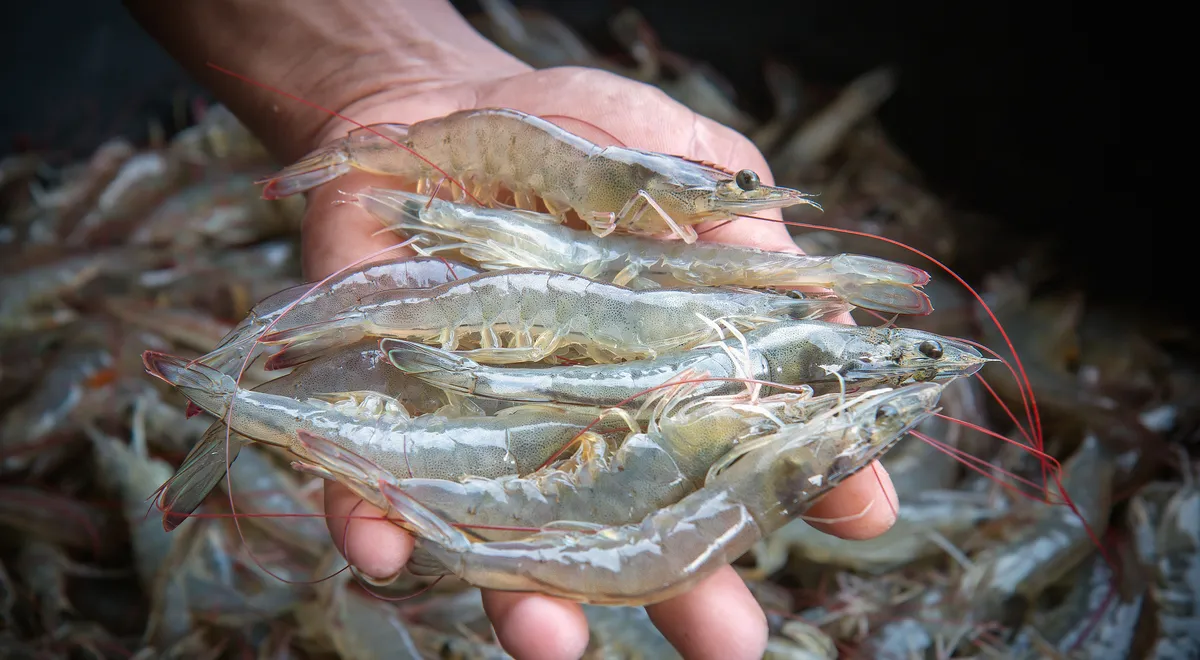 Czy w Bałtyku są krewetki? Odkryj ich tajemnice i gatunki