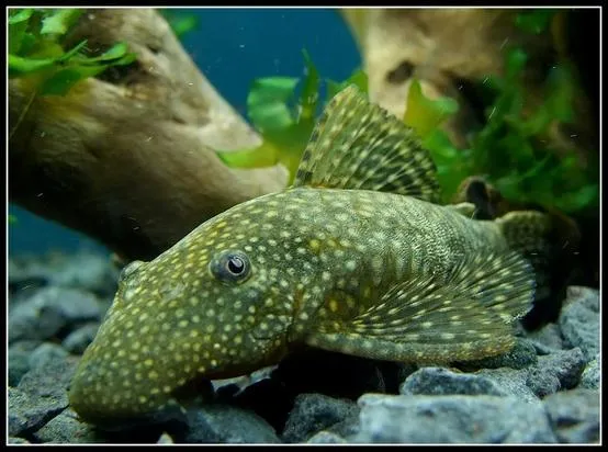 Jak rozmnażają się glonojady - kluczowe warunki i opieka nad narybkiem