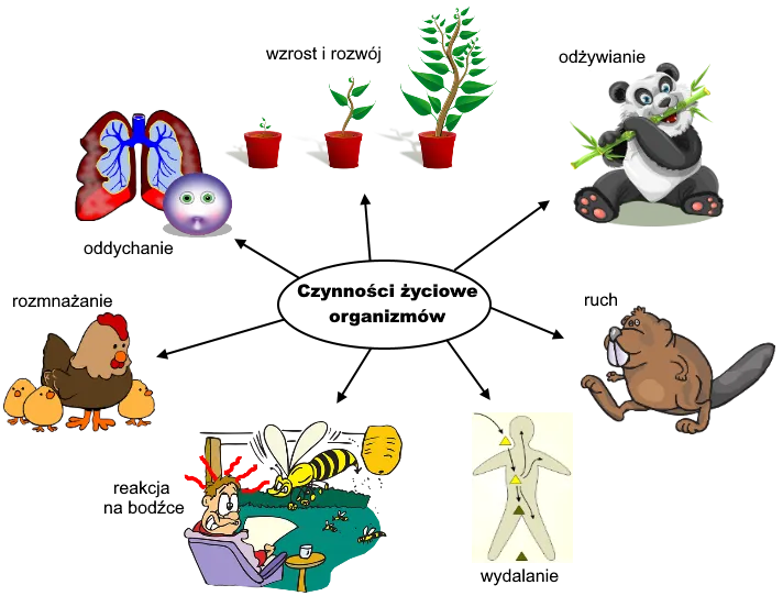 Czym zajmuje się biologia? Odkryj naukę o życiu i jej znaczenie