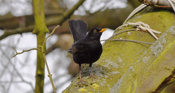 Jak wygląda kos ptak? Odkryj niezwykłe cechy tego ptaka