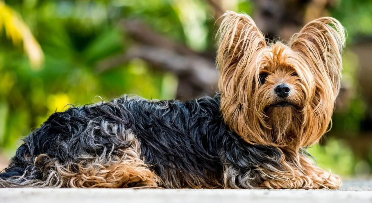 York ma włosy czy sierść? Rozwiewamy mity i wyjaśniamy pielęgnację York ma włosy czy sierść? Rozwiewamy mity i wyjaśniamy pielęgnację