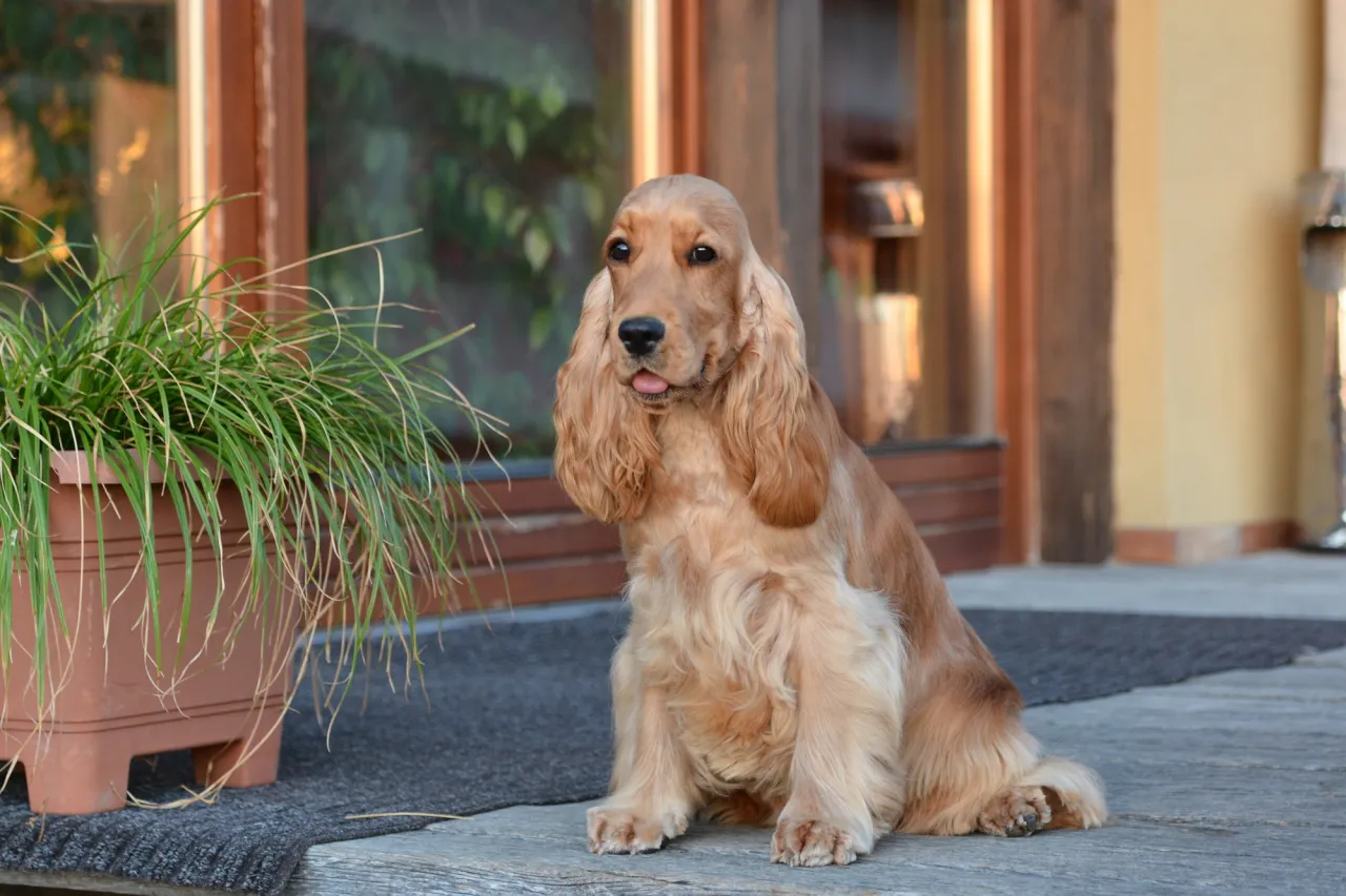 Cocker spaniel linieje? Jak ograniczyć sierść w domu - poradnik Cocker spaniel linieje? Jak ograniczyć sierść w domu - poradnik