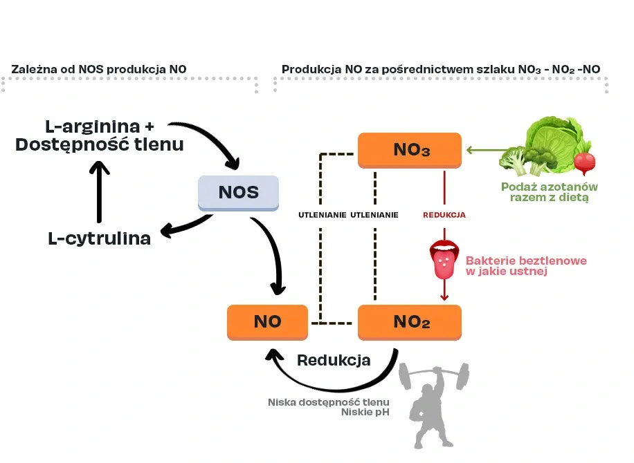 Cytrulina: Ile przed treningiem? Odkryj sekret maksymalnej pompy!