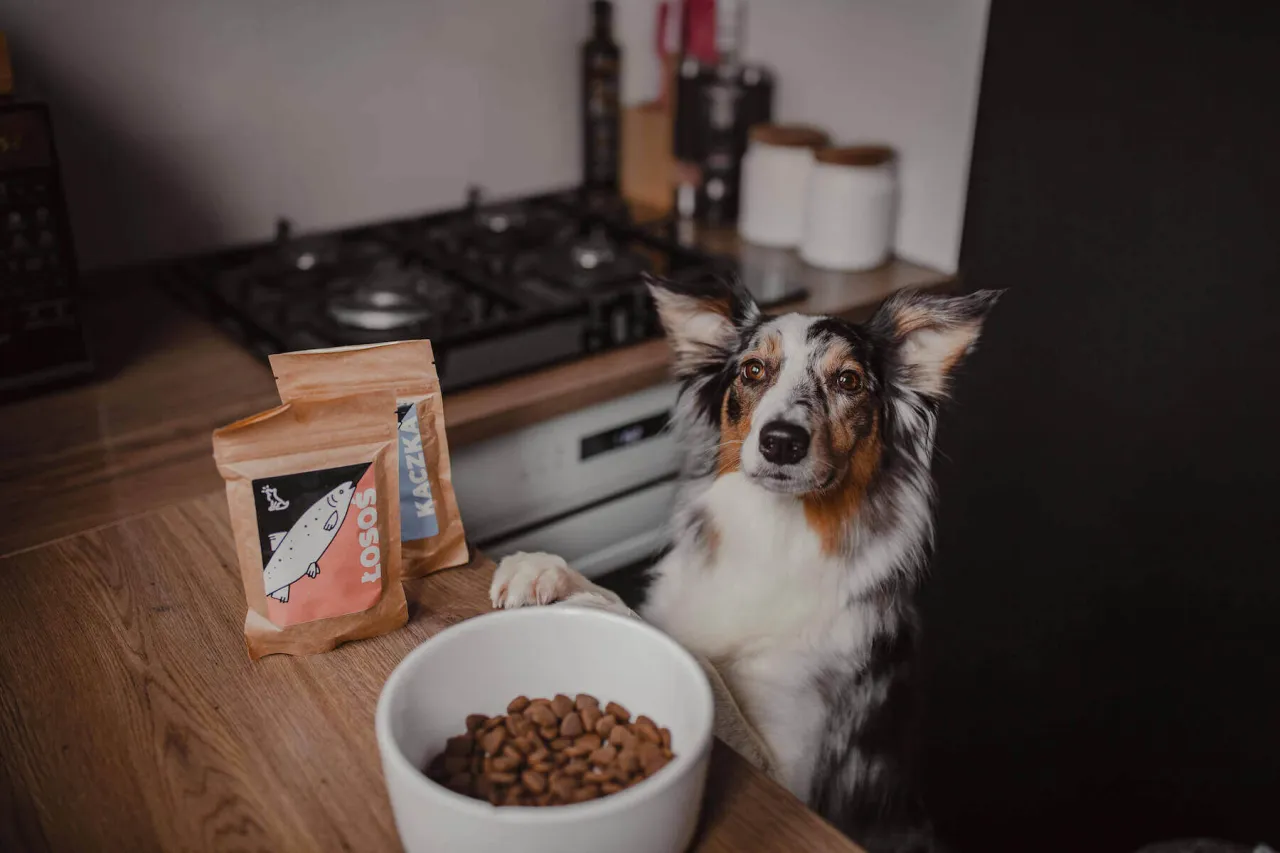 Namaczanie suchej karmy dla psa: kiedy warto i jak to robić? Namaczanie suchej karmy dla psa: kiedy warto i jak to robić?