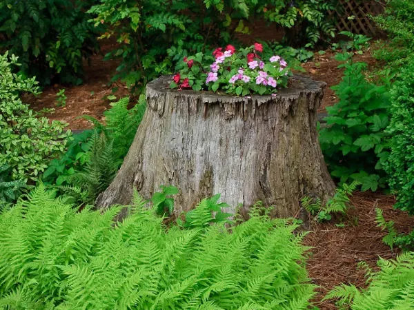 Jak zrobić kwietnik z pnia drzewa - stwórz wyjątkową dekorację ogrodu