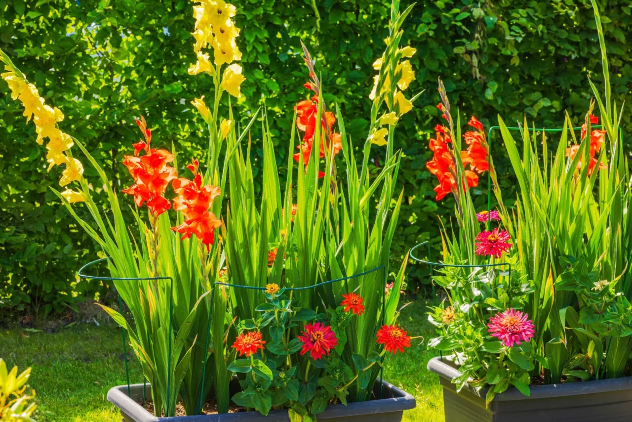 Jakie kwiaty sadzić na wiosnę? Twój przewodnik po bujnym ogrodzie!