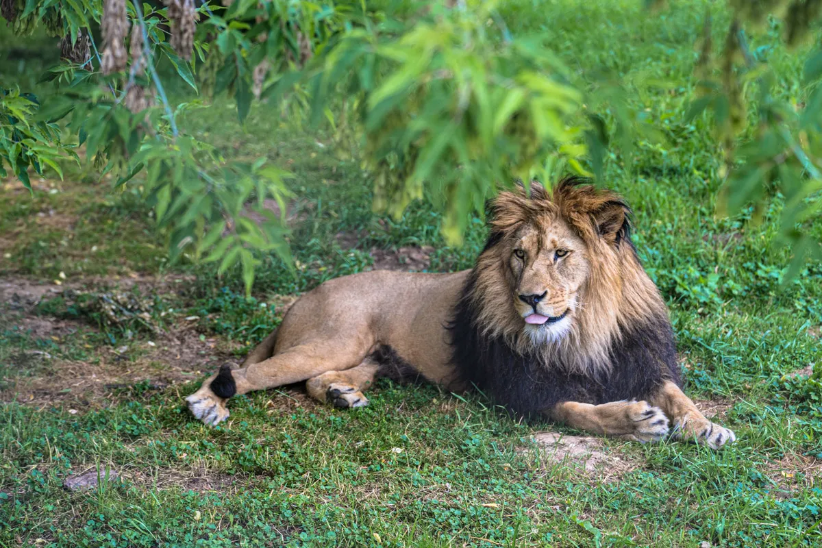 Safari w Czechach - Dvůr Králové - Wszystko, co musisz wiedzieć