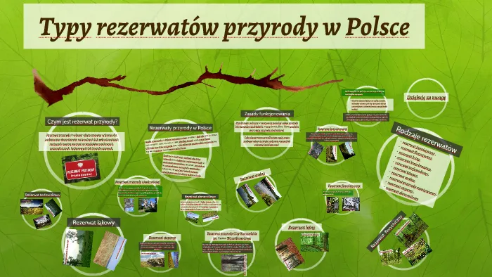 Rodzaje rezerwatów przyrody w Polsce: Poznaj 9 kluczowych typów